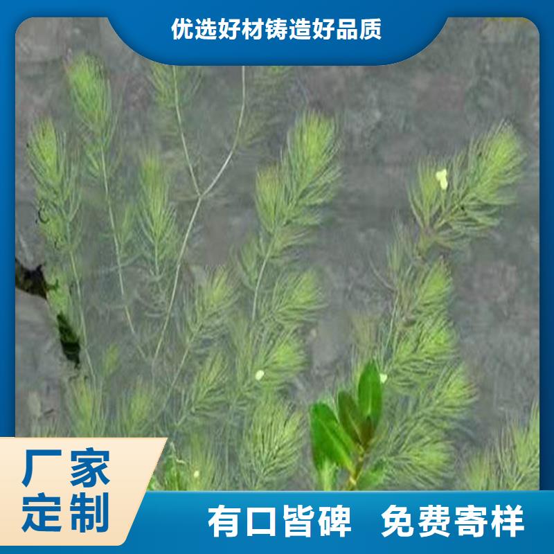 專業(yè)生產(chǎn)制造沉水植物的廠家