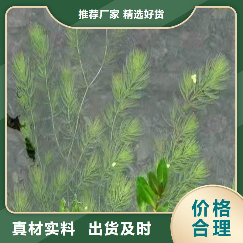 性價比高的金魚藻生產(chǎn)廠家