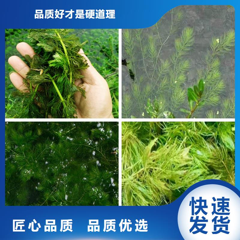 專業(yè)生產(chǎn)制造沉水植物的廠家