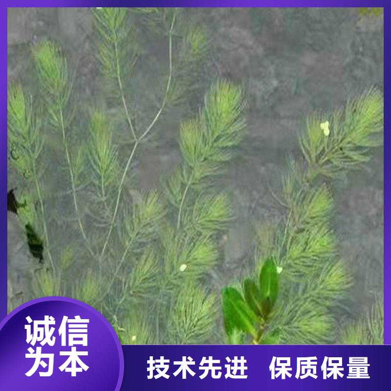 定制矮生耐寒苦草_誠信企業(yè)