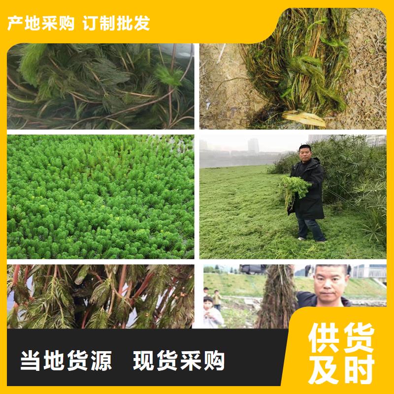 大茨藻定制廠家