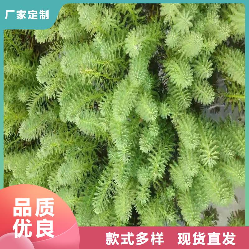 靠譜的黑藻經(jīng)銷商