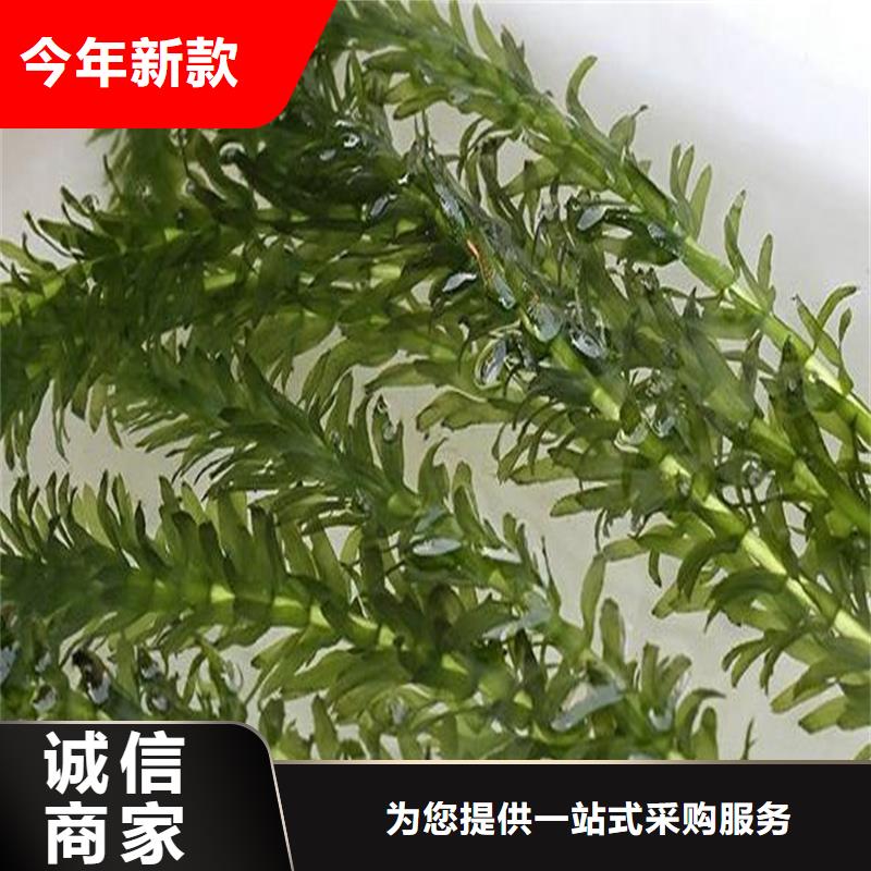 輪葉黑藻優(yōu)良品質(zhì)