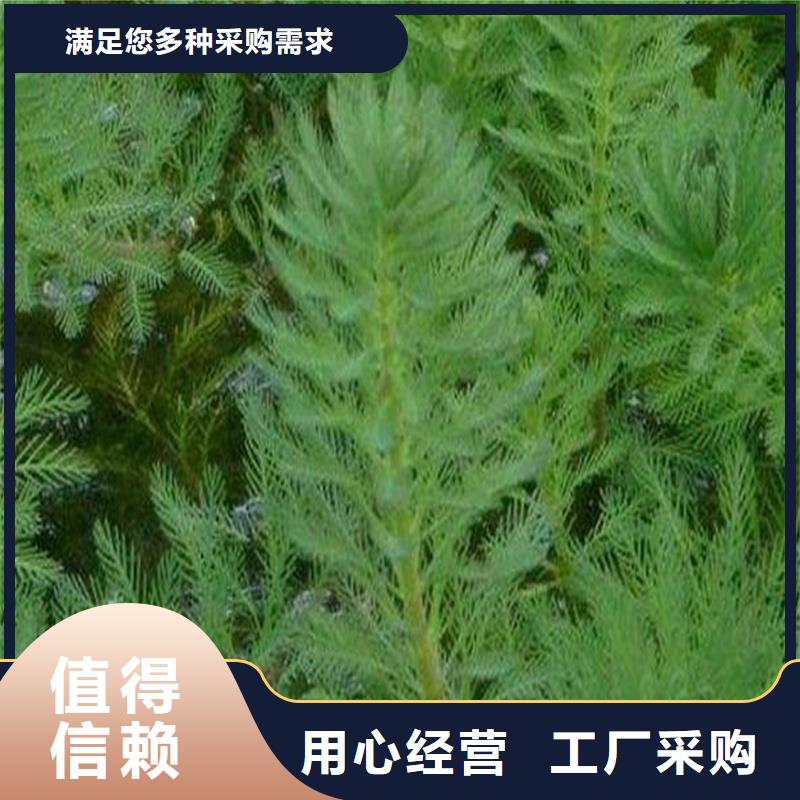#菹藻#-品質保證