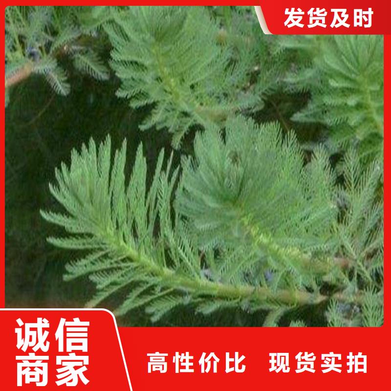 竹葉眼子菜-竹葉眼子菜質(zhì)量好
