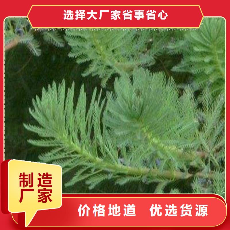 馬來眼子菜生產(chǎn)