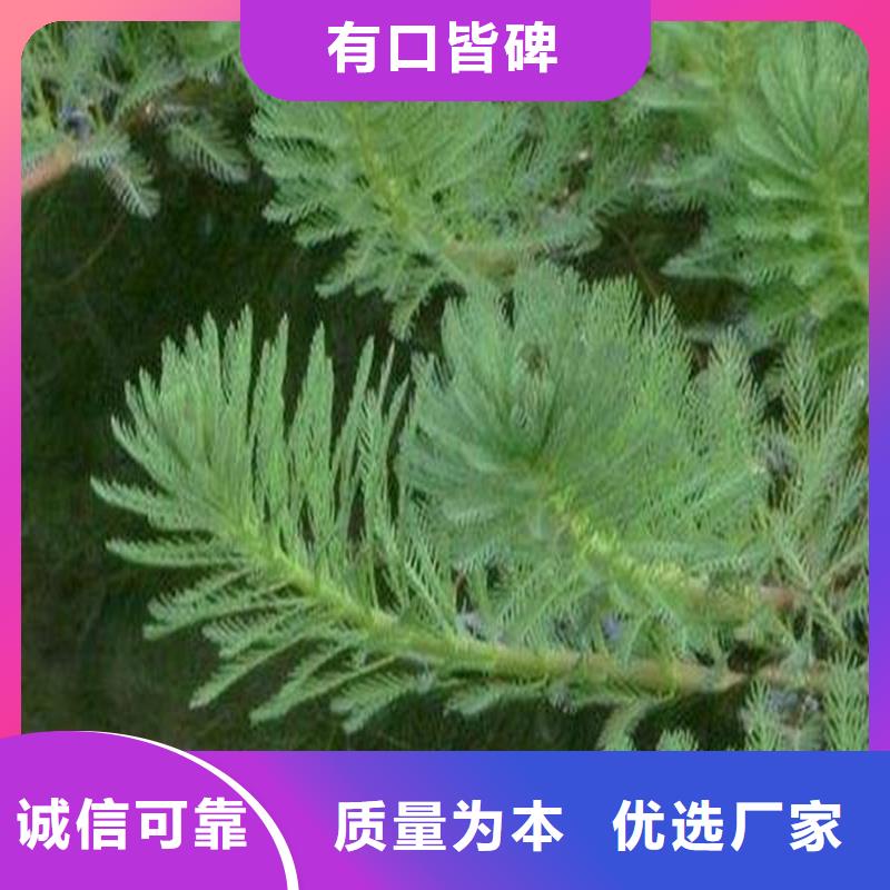 伊樂藻質(zhì)量過硬