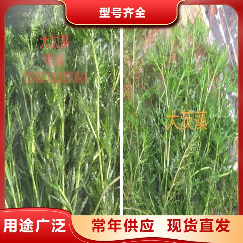 龍須眼子菜價格公道