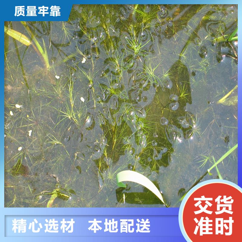 發(fā)貨及時的伊樂藻廠家