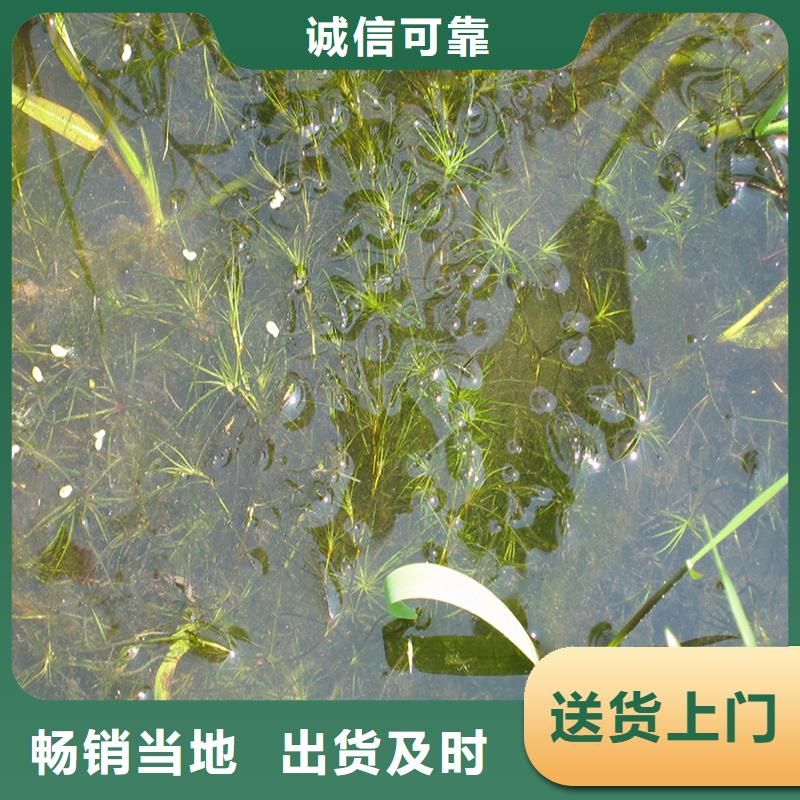 沉水植物廠家供應(yīng)批發(fā)