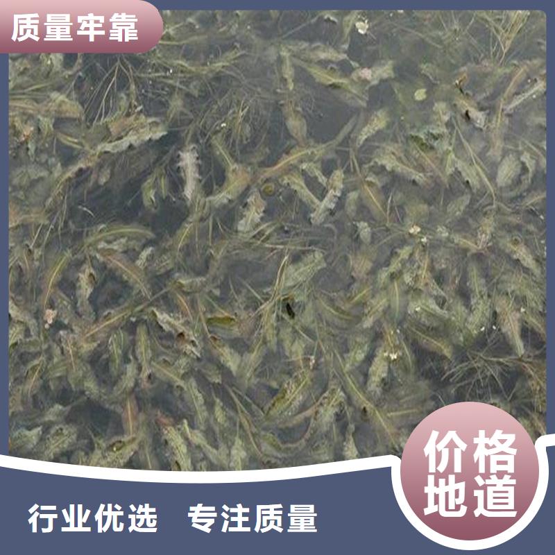 專業(yè)生產(chǎn)制造沉水植物的廠家
