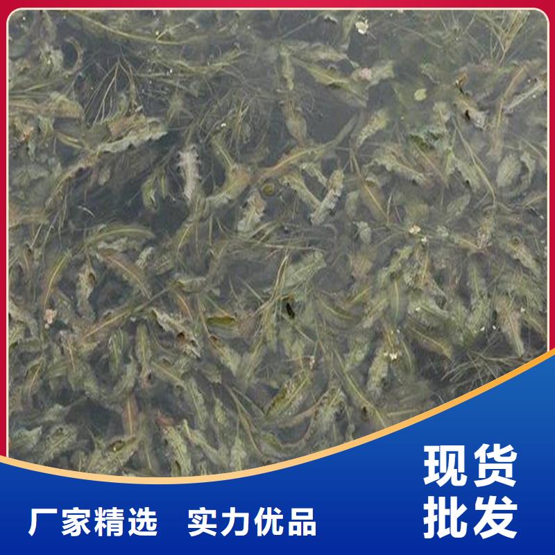 #竹葉眼子菜#-質量過硬