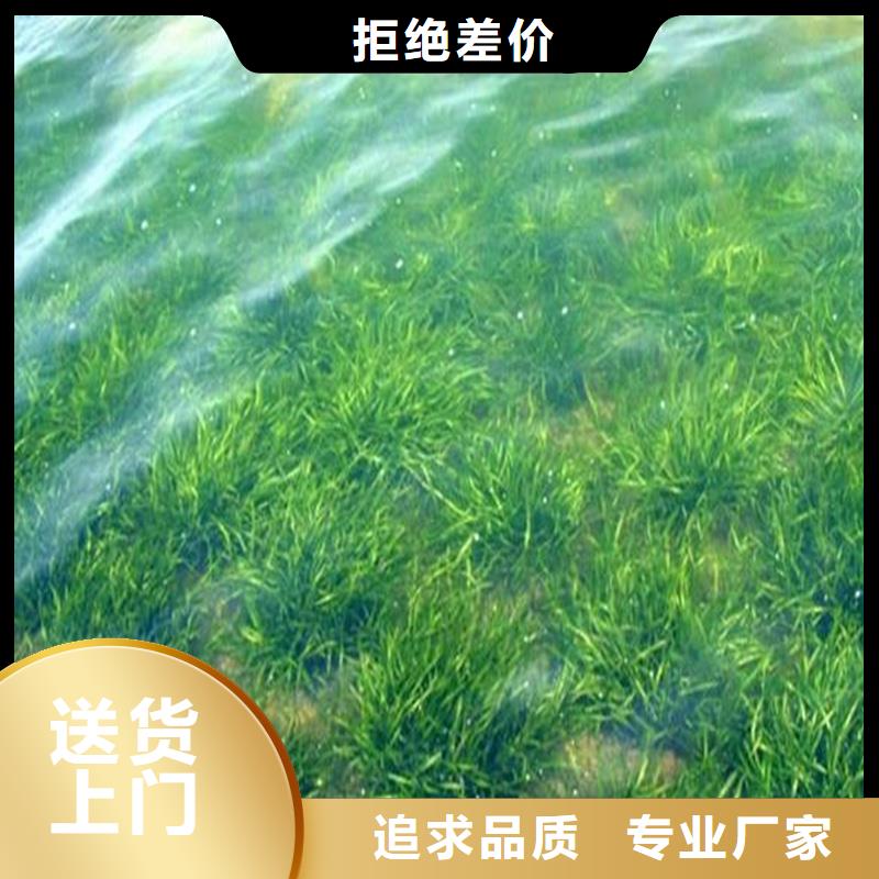 黑藻產(chǎn)地貨源