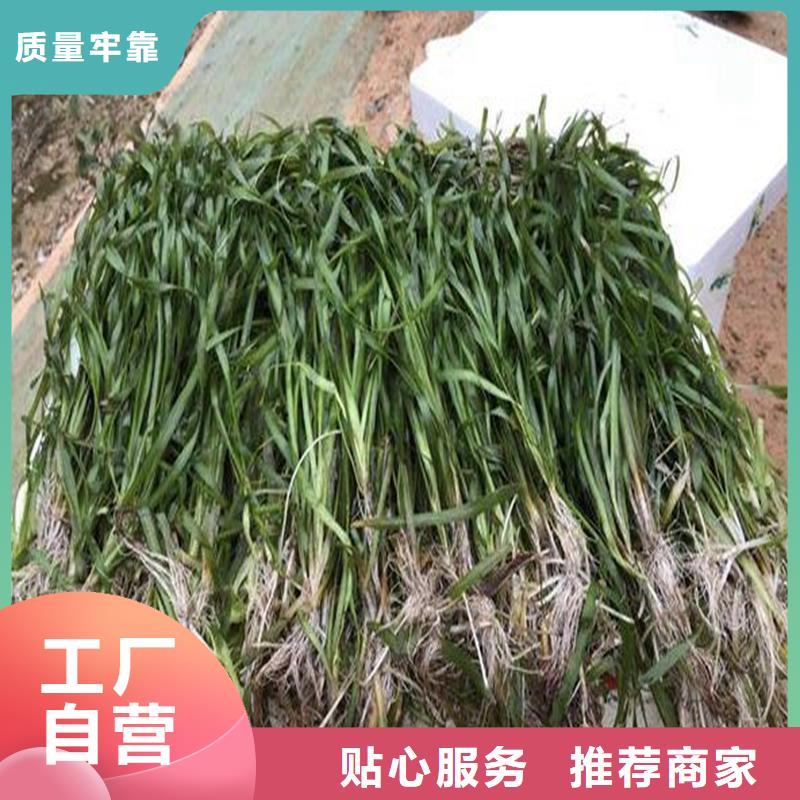 規(guī)模大的黑藻廠家