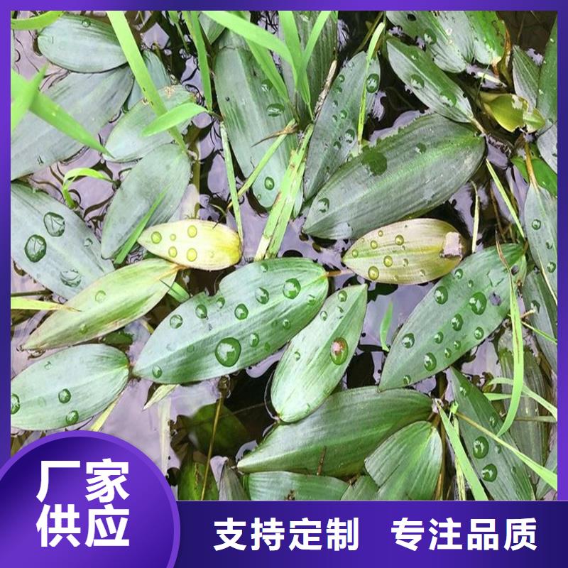專業(yè)生產(chǎn)制造沉水植物的廠家