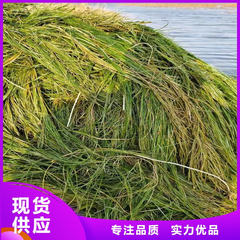 性價比高的金魚藻生產(chǎn)廠家