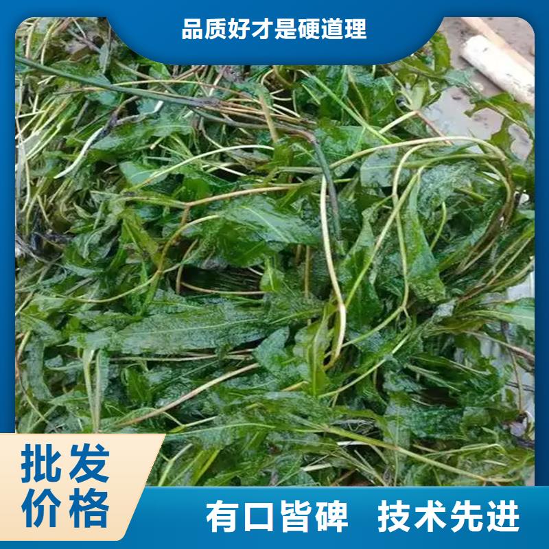 苦草品牌:荷景園林綠化工程有限公司