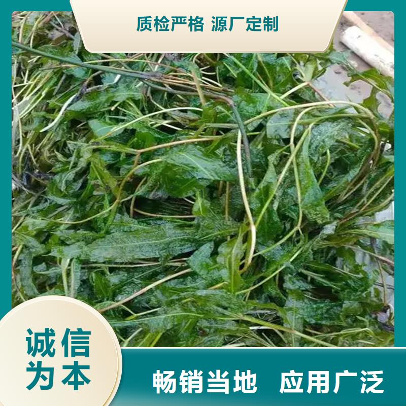 定制矮生耐寒苦草_誠信企業(yè)