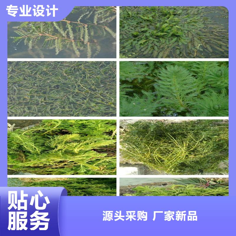 角果藻-看百家不如一問