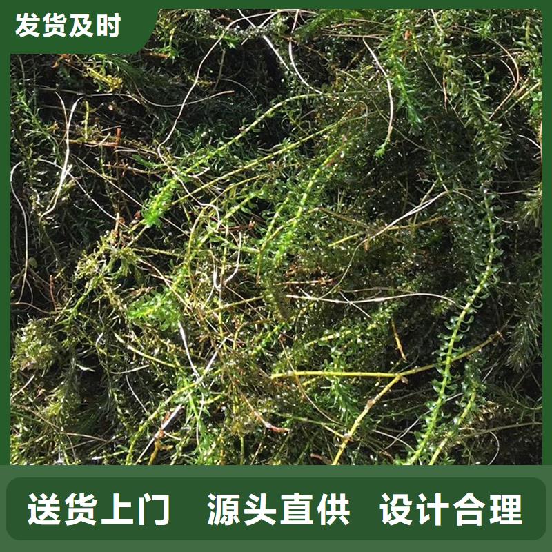 優(yōu)選貍藻廠家