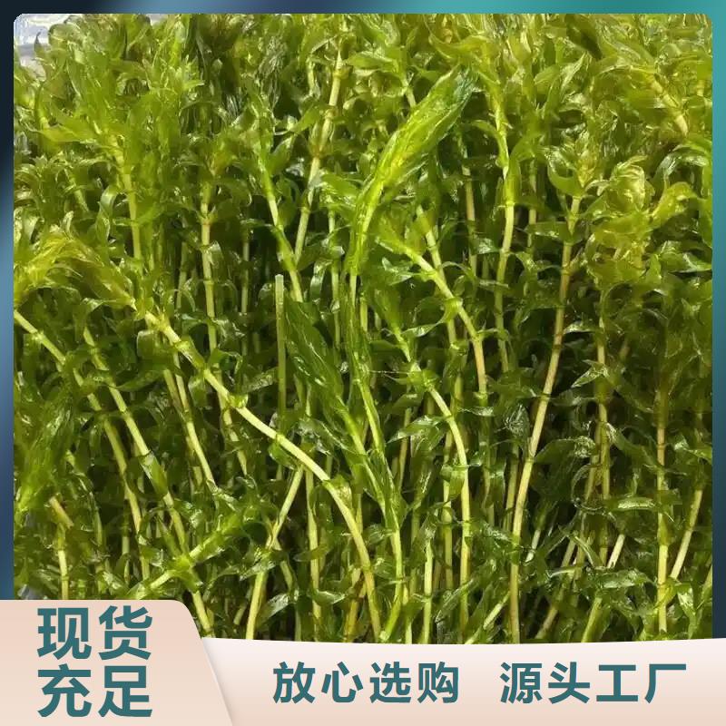 性價比高的金魚藻生產(chǎn)廠家