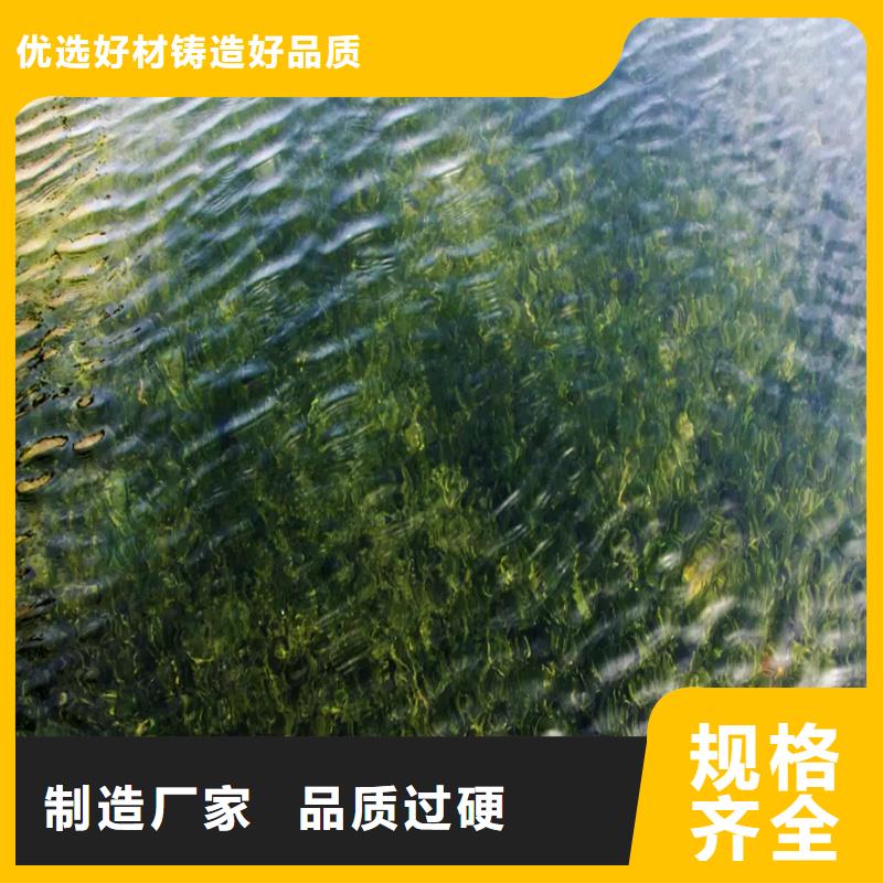 優(yōu)選貍藻廠家