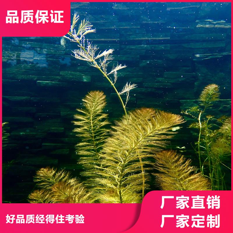 【篦齒眼子菜】_價(jià)格_廠家