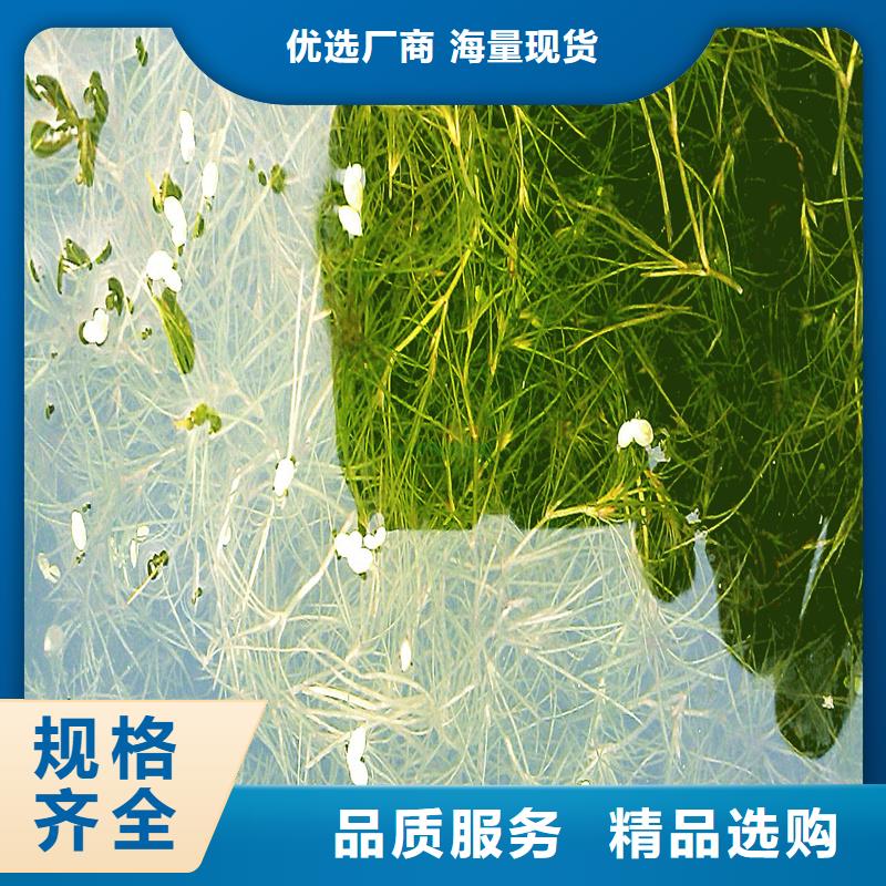 靠譜的黑藻經(jīng)銷商