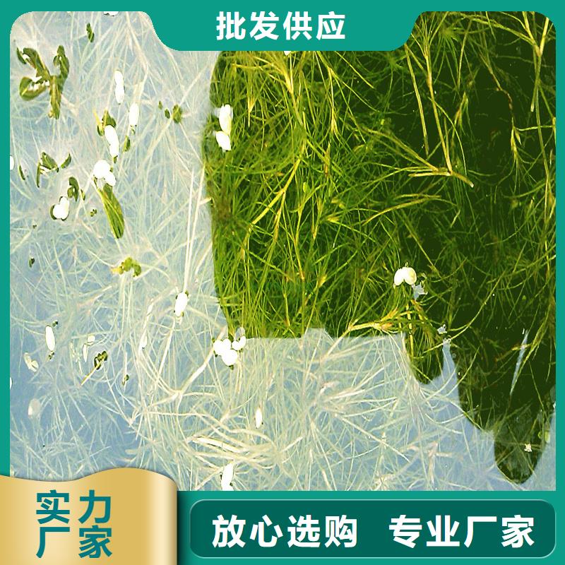 優(yōu)選貍藻廠家