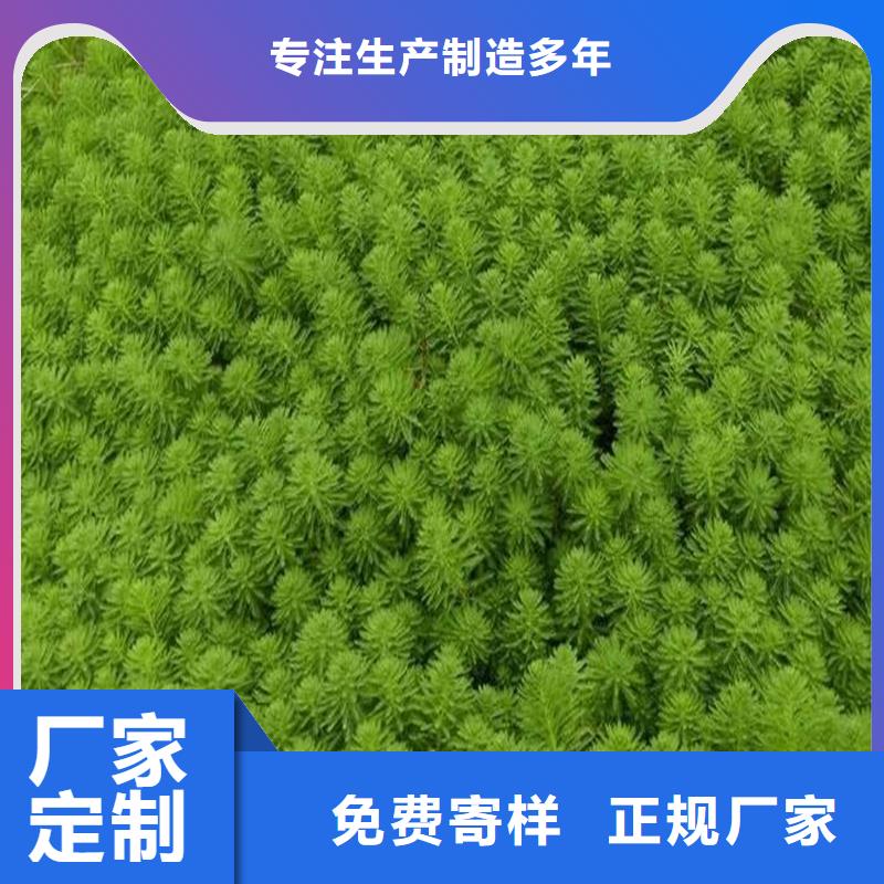 規(guī)模大的黑藻廠家