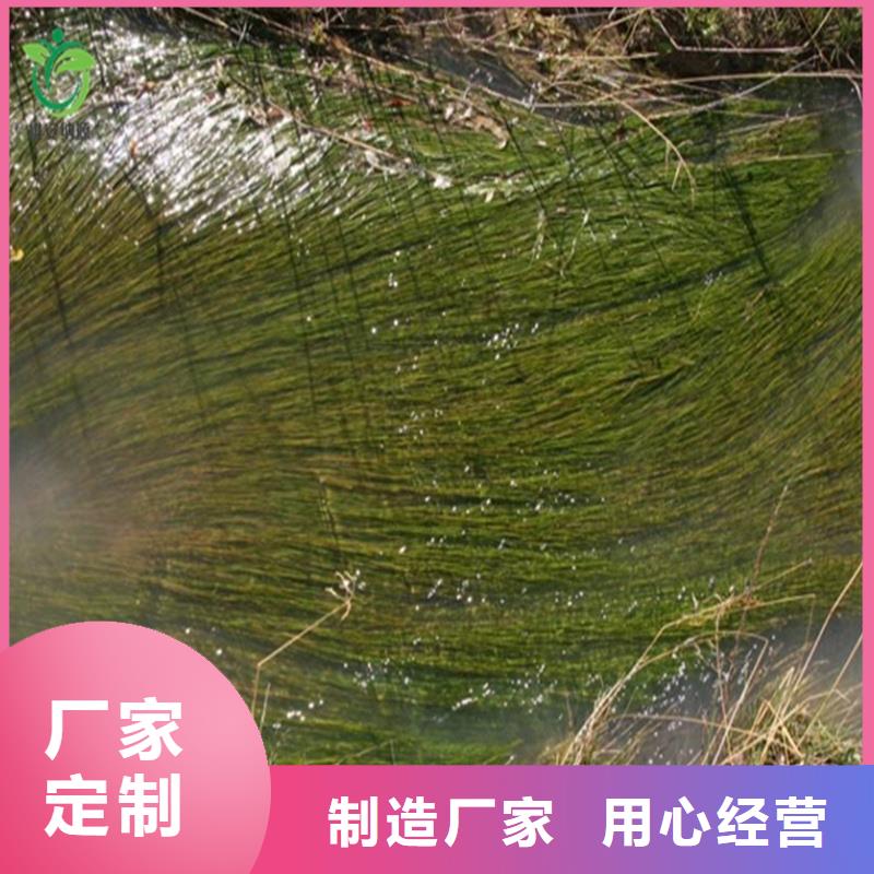 專業(yè)生產(chǎn)制造沉水植物的廠家