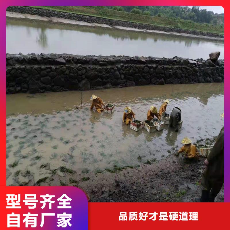 竹葉眼子菜-竹葉眼子菜質(zhì)量好