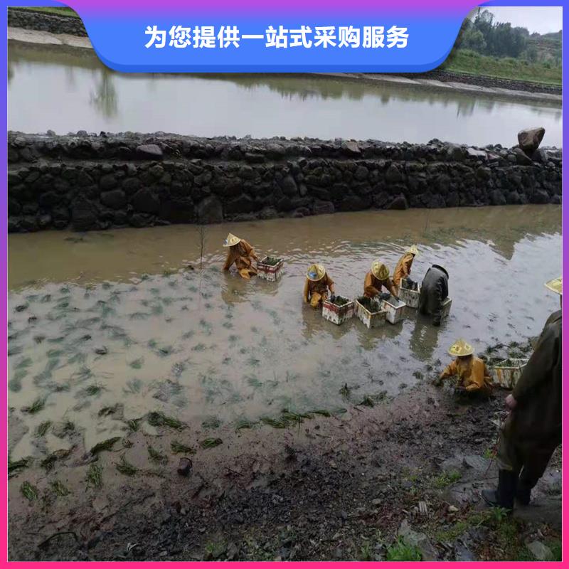 專業(yè)銷售沉水植物-全國配送