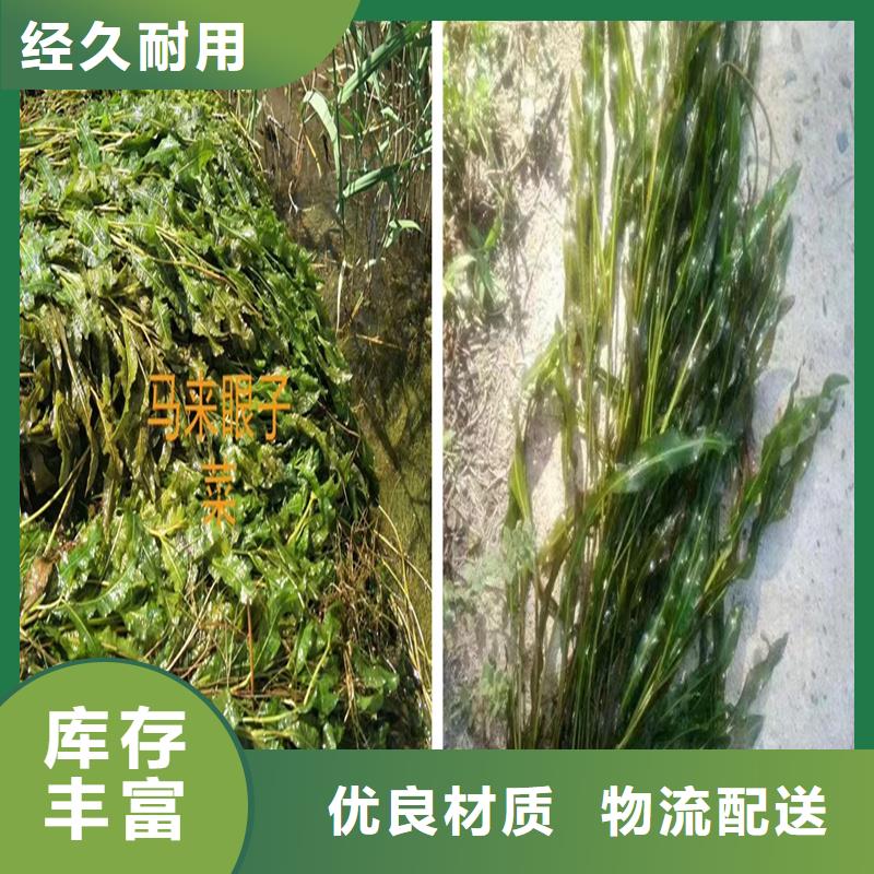 選購菹藻找荷景園林綠化工程有限公司