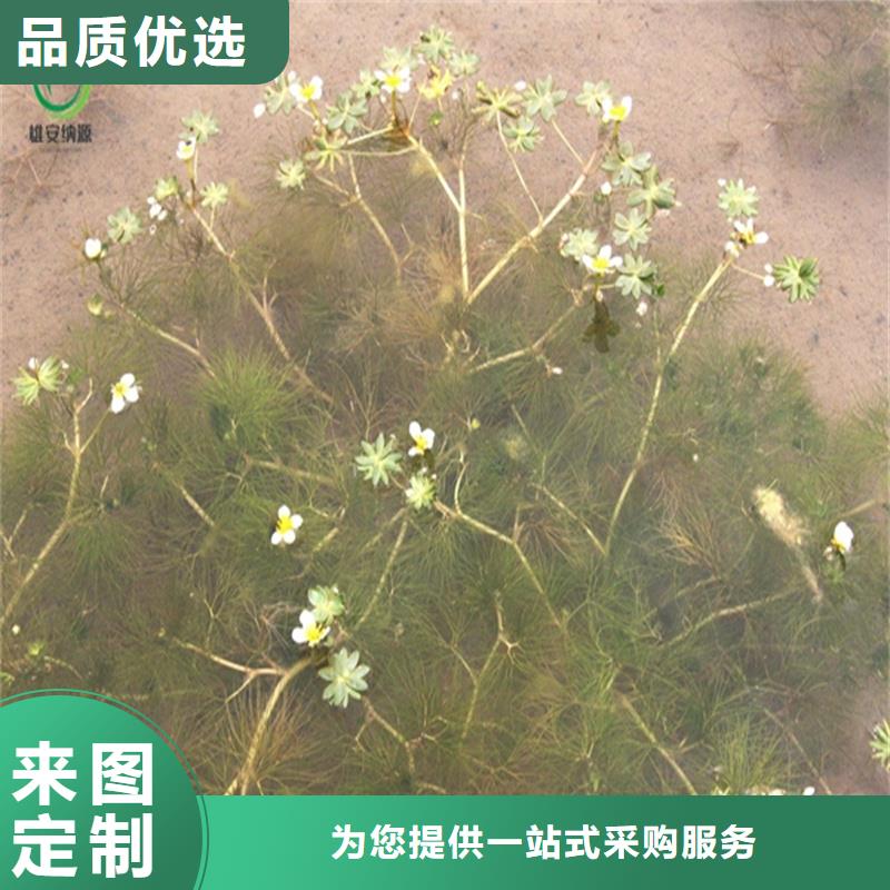優(yōu)選:沉水植物廠家