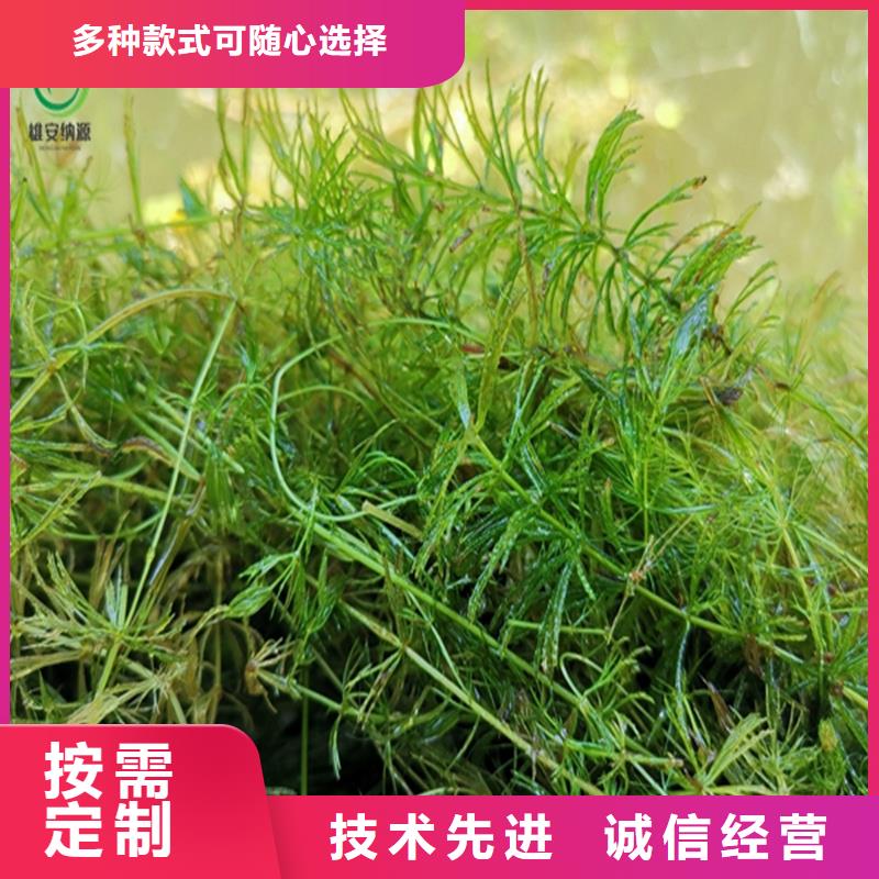 定制矮生耐寒苦草_誠信企業(yè)