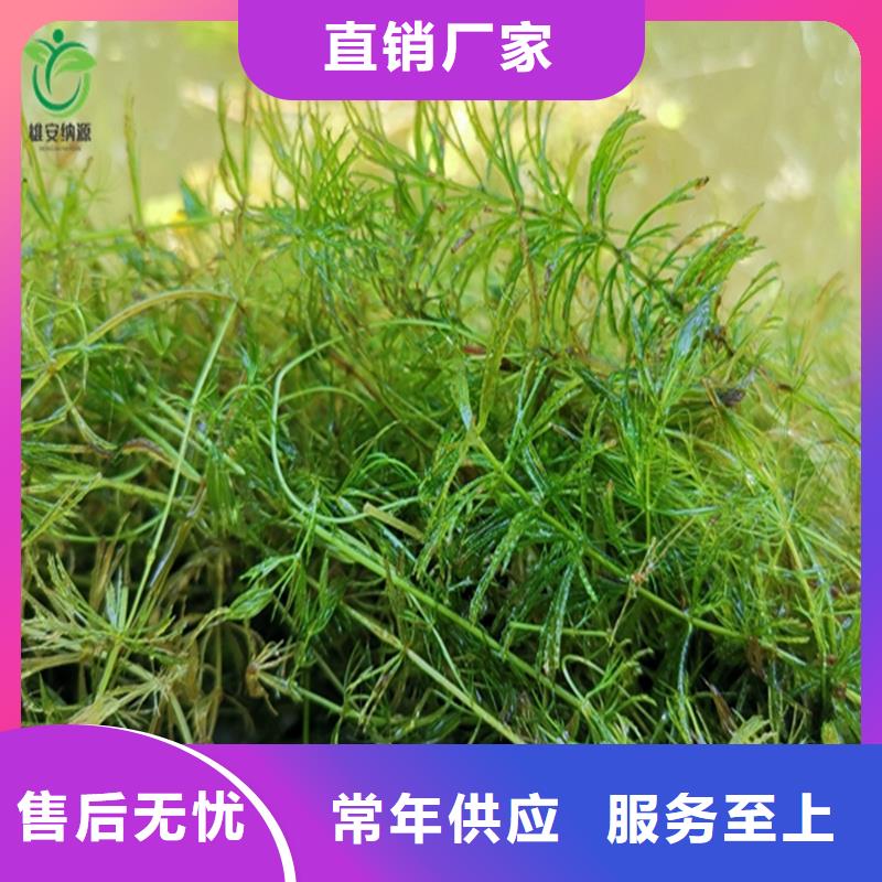 龍須眼子菜價格公道