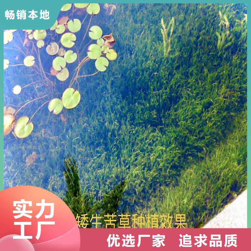 發(fā)貨及時的伊樂藻廠家