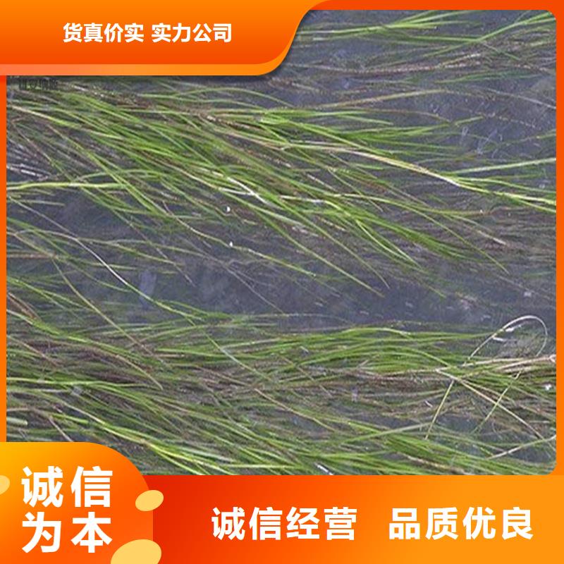 專業(yè)銷售苦草-好評(píng)