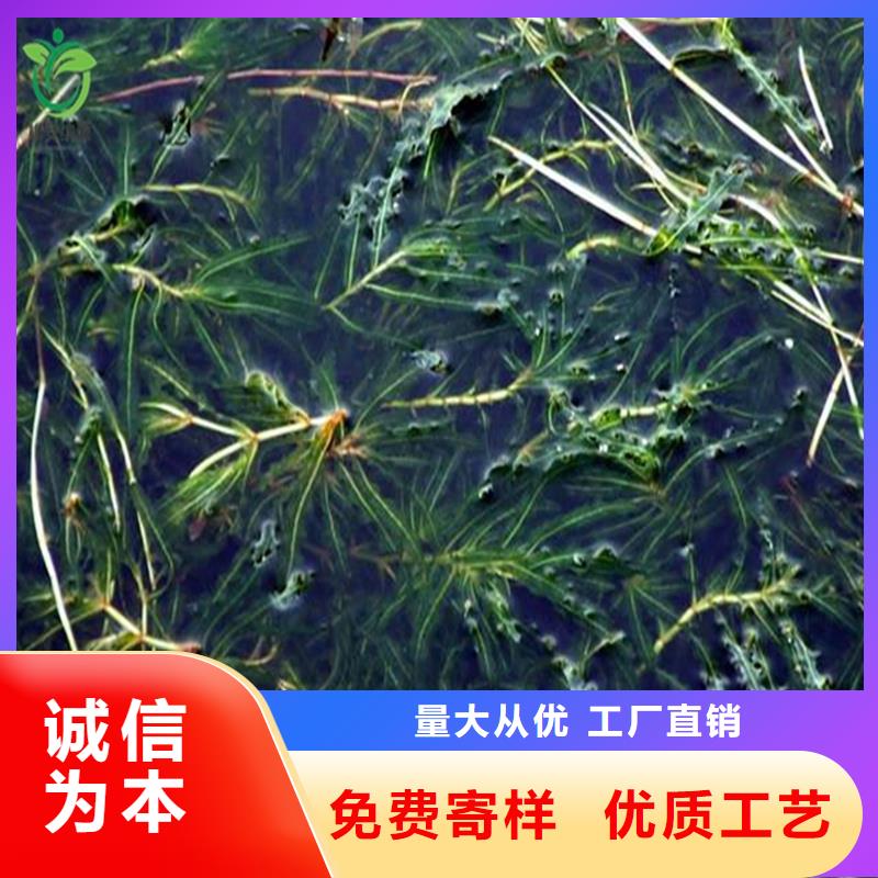 馬來眼子菜生產(chǎn)