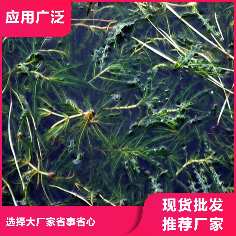 苦草現(xiàn)貨供應廠家