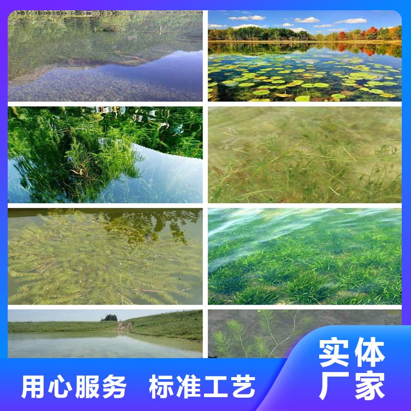 定做水生植物廠家