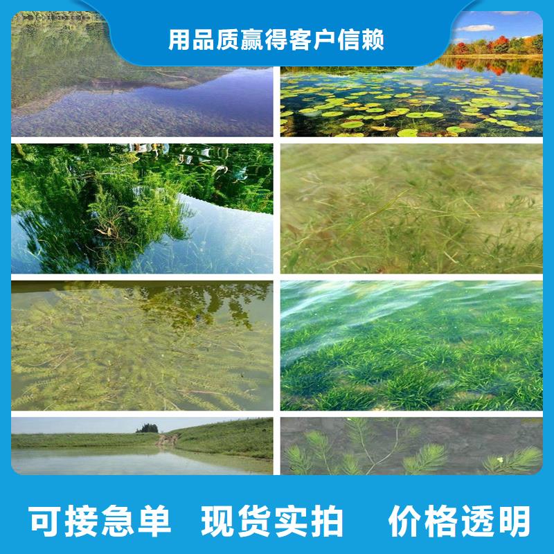 專業(yè)銷售苦草-好評(píng)