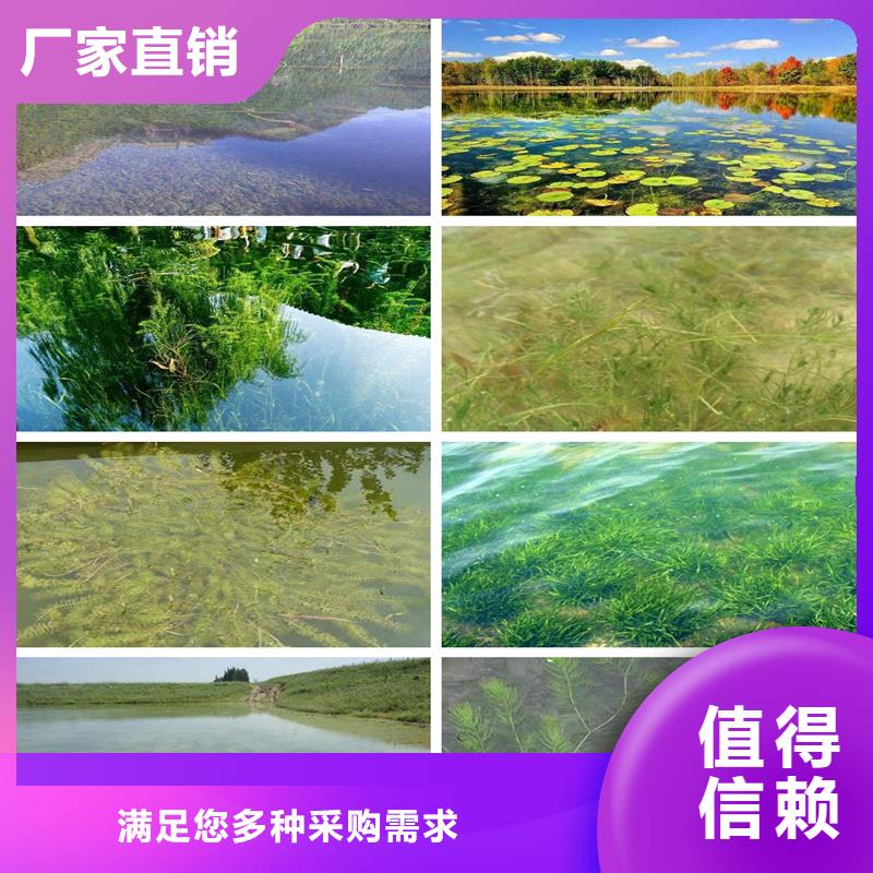 竹葉眼子菜行情報價