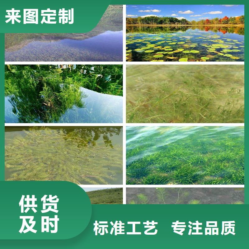 定制苦草_優(yōu)質(zhì)廠(chǎng)家