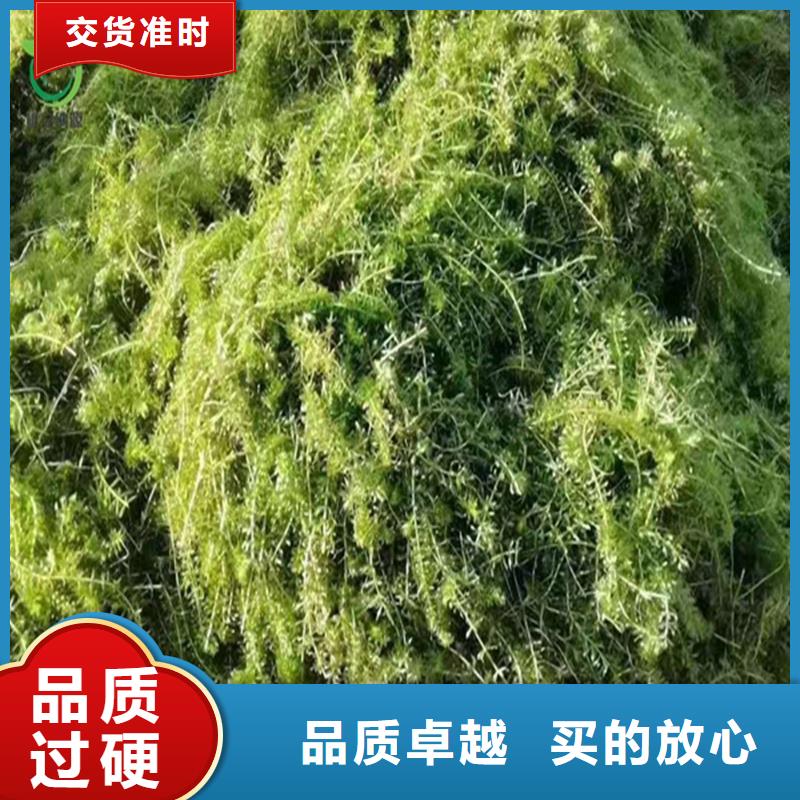 竹葉眼子菜行情報價