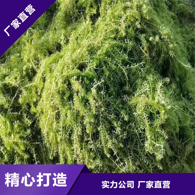 定制苦草_優(yōu)質(zhì)廠(chǎng)家