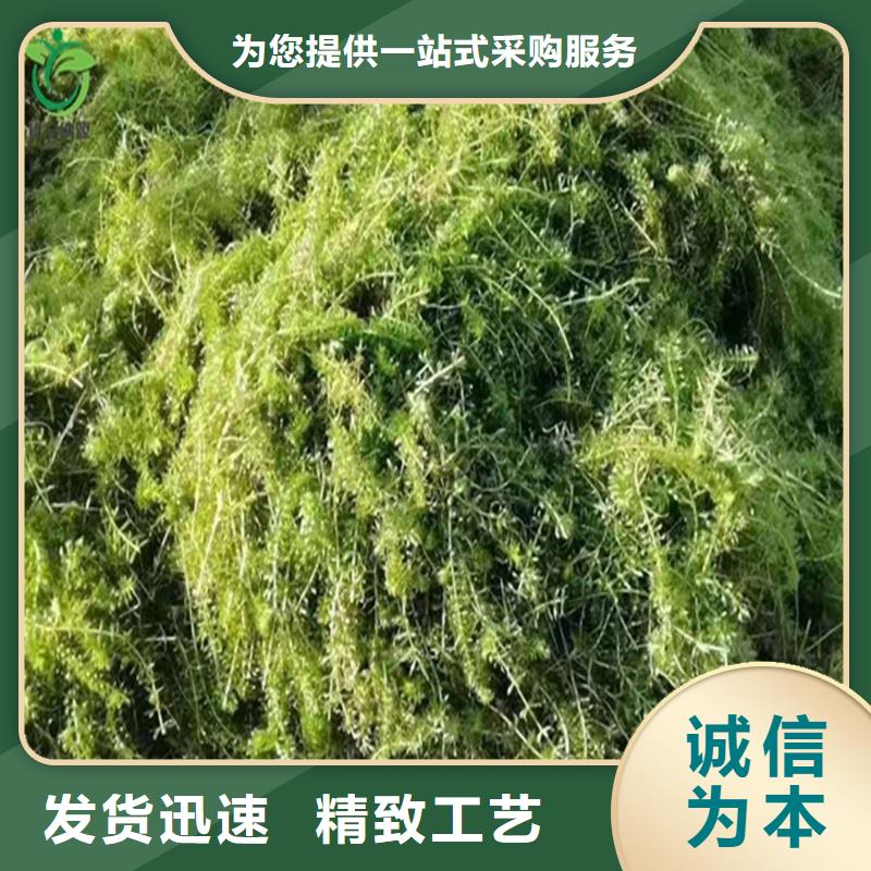 定做水生植物廠家