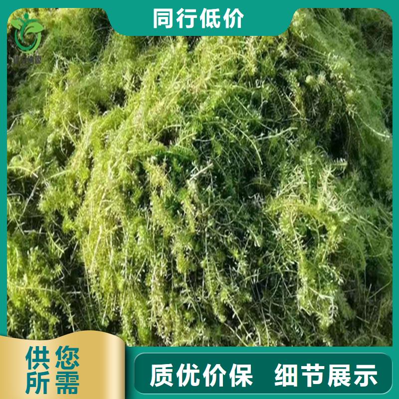 微齒眼子菜-來(lái)電洽談