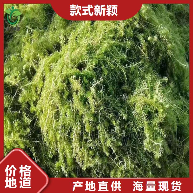 沉水植物-沉水植物質(zhì)量?jī)?yōu)